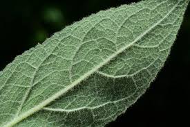 Attēlu rezultāti vaicājumam “Verbascum thapsus leaf”