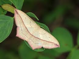 Attēlu rezultāti vaicājumam “Timandra comae”