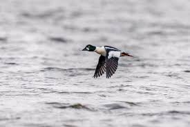 Attēlu rezultāti vaicājumam “Bucephala clangula”