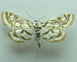 Attēlu rezultāti vaicājumam “Nymphula nitidulata”