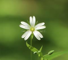 Attēlu rezultāti vaicājumam “Stellaria holostea”