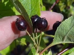 Attēlu rezultāti vaicājumam “Crataegus chlorosarca”