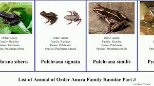 Attēlu rezultāti vaicājumam “Ranidae”