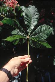 Attēlu rezultāti vaicājumam “Aesculus x hybrida leaf”