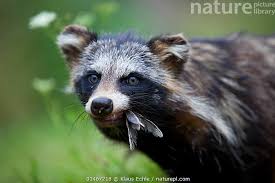 Attēlu rezultāti vaicājumam “Nyctereutes procyonoides”