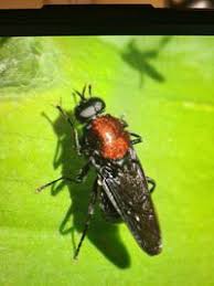 Attēlu rezultāti vaicājumam “Clitellaria ephippium”