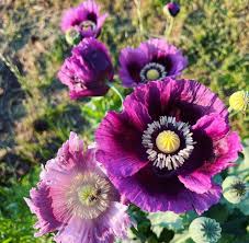 Image result for Papaver somniferum