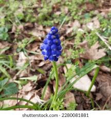 Attēlu rezultāti vaicājumam “Muscari neglectum flower”