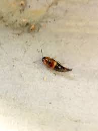 Attēlu rezultāti vaicājumam “Tachyporus sp.”