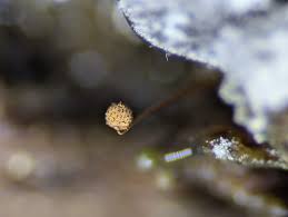 Attēlu rezultāti vaicājumam “Cribraria aurantiaca var. persoonii young”