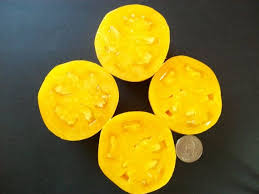 Afbeeldingsresultaat voor caro rich tomato