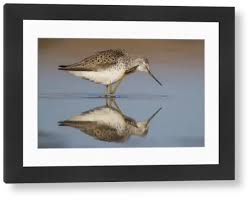 Attēlu rezultāti vaicājumam “Tringa stagnatilis adult”