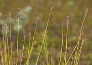 Attēlu rezultāti vaicājumam “Carex diandra leaf”