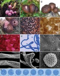 Attēlu rezultāti vaicājumam “Lycogala sp.”