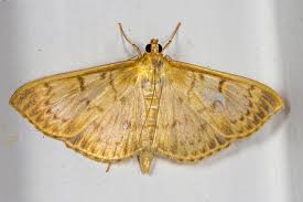 Attēlu rezultāti vaicājumam “Pleuroptya ruralis”