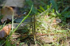 Attēlu rezultāti vaicājumam “Orthetrum cancellatum male”