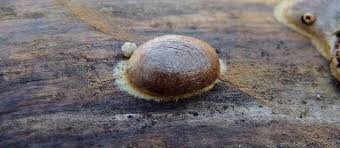 Attēlu rezultāti vaicājumam “Reticularia sp.”