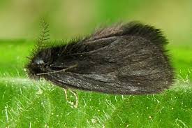 Attēlu rezultāti vaicājumam “Psychidae”