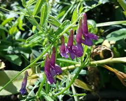 Attēlu rezultāti vaicājumam “Vicia”