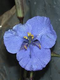 Attēlu rezultāti vaicājumam “Commelina coelestis”