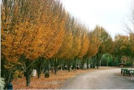 Attēlu rezultāti vaicājumam “Carpinus betulus”