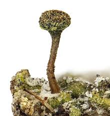 Attēlu rezultāti vaicājumam “Chaenotheca phaeocephala”