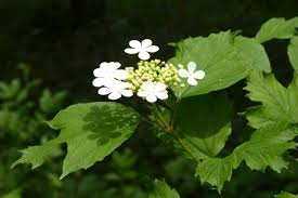 Attēlu rezultāti vaicājumam “Viburnum opulus bud”