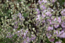 Attēlu rezultāti vaicājumam “Briza media flower”