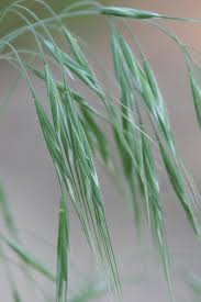 Attēlu rezultāti vaicājumam “Anisantha tectorum fruit”