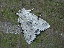 Attēlu rezultāti vaicājumam “Acronicta leporina larva”