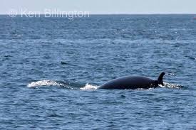 Image result for Balaenoptera acutorostrata