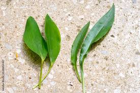 Attēlu rezultāti vaicājumam “Allium ursinum leaf”