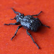 Image result for Brachycerus undatus