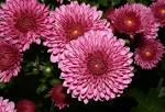 File:<b>Chrysanthemum</b>