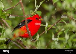 Image result for Piranga olivacea