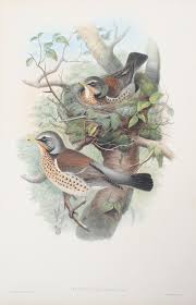 Attēlu rezultāti vaicājumam “Turdus pilaris”