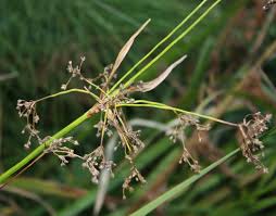 Attēlu rezultāti vaicājumam “Scirpus sylvaticus bud”