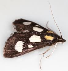 Attēlu rezultāti vaicājumam “Anania funebris”