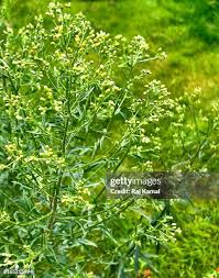 Attēlu rezultāti vaicājumam “Erigeron canadensis”
