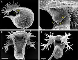 Attēlu rezultāti vaicājumam “Utricularia x neglecta”