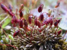 Attēlu rezultāti vaicājumam “Bryum caespiticium sporophyte”