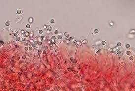 Attēlu rezultāti vaicājumam “Mycena abramsii”