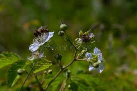 Attēlu rezultāti vaicājumam “Rubus caesius flower”