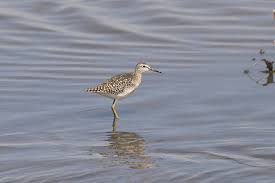 Attēlu rezultāti vaicājumam “Tringa glareola”