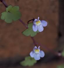 Attēlu rezultāti vaicājumam “Cymbalaria muralis flower”