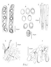 Attēlu rezultāti vaicājumam “Helvella atra”