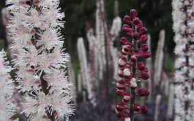 Image result for Silberkerze