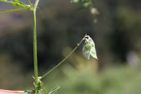 Attēlu rezultāti vaicājumam “Vicia hirsuta fruit”