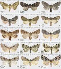 Attēlu rezultāti vaicājumam “Noctuidae”