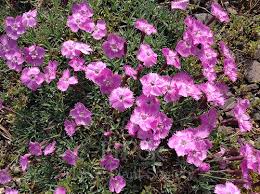 Attēlu rezultāti vaicājumam “Silene x arkwrightii Vesuvius”